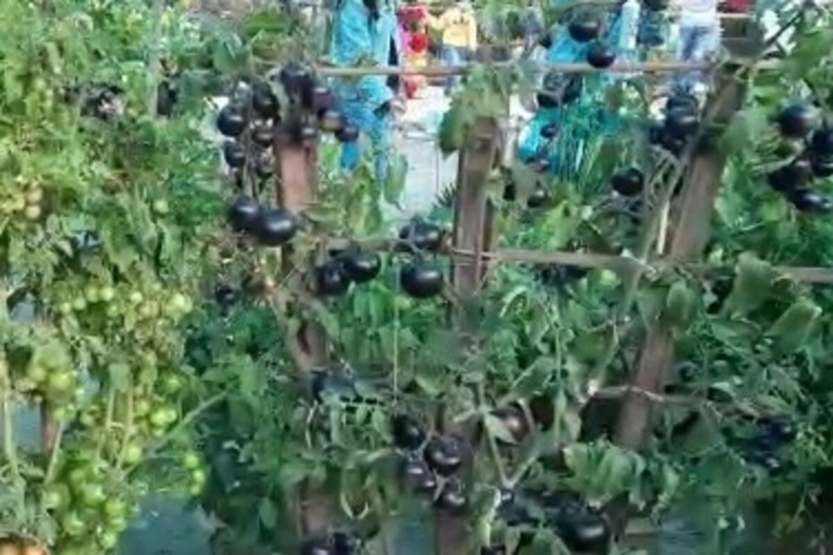 *ব্ল্যাক টমেটোর স্টলে ভিড় প্রথম দিন থেকেই। বালুরঘাটের এক চাষী এই ব্ল্যাক টমেটো নিয়ে এসছে মেলায়! পাঁচ দিন ধরেই চলবে ফুল, ফল ও সবজির প্রতিযোগিতা। ফুল ও ফল চাষে উত্তরের সেরা ট্রফির লড়াই! সেইসঙ্গে চলবে নানান সাংস্কৃতিক প্রতিযোগিতাও। *ব্ল্যাক টমেটোর স্টলে ভিড় প্রথম দিন থেকেই। বালুরঘাটের এক চাষী এই ব্ল্যাক টমেটো নিয়ে এসছে মেলায়! পাঁচ দিন ধরেই চলবে ফুল, ফল ও সবজির প্রতিযোগিতা। ফুল ও ফল চাষে উত্তরের সেরা ট্রফির লড়াই! সেইসঙ্গে চলবে নানান সাংস্কৃতিক প্রতিযোগিতাও।