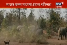 বড়জোড়ার জঙ্গলে দাপিয়ে বেড়াচ্ছে ৩২টি বুনো হাতি ! বড়জোড়ার জঙ্গলে দাপিয়ে বেড়াচ্ছে ৩২টি বুনো হাতি !