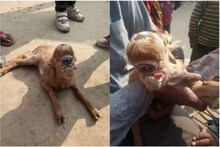 কপালে একটা চোখ, দুটো মণি... 'শিবের রূপ' ছাগলছানাকে ঘিরে উত্তেজনা, চলছে পুজো