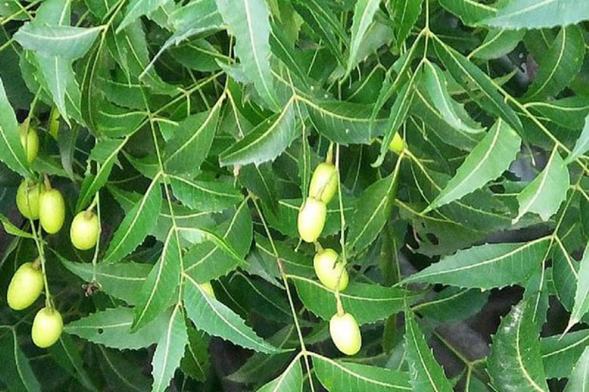 চুল পড়া, খুসকির সমস্যা থেকে মুক্তি পেতে শ্যাম্পুর পর নিমপাতা দেওয়া জল দিয়ে চুল ও ক্ল্যাল্প ধুয়ে নিন। স্ক্যাল্পের চুলকানির সমস্যায় নিমপাতার রস খুবই উপকারী। তাছাড়া নিমপাতার রসে চুলের গোড়া শক্ত হয়, চুলের শুষ্কতা বা রুক্ষ ভাব কমে যায় এবং নতুন চুল গজাতে শুরু করে। চুল পড়া, খুসকির সমস্যা থেকে মুক্তি পেতে শ্যাম্পুর পর নিমপাতা দেওয়া জল দিয়ে চুল ও ক্ল্যাল্প ধুয়ে নিন। স্ক্যাল্পের চুলকানির সমস্যায় নিমপাতার রস খুবই উপকারী। তাছাড়া নিমপাতার রসে চুলের গোড়া শক্ত হয়, চুলের শুষ্কতা বা রুক্ষ ভাব কমে যায় এবং নতুন চুল গজাতে শুরু করে।