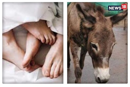 Donkey Meat: চড়চড় করে বাড়বে যৌন ইচ্ছা, কমবে শ্বাসকষ্ট...রমরমিয়ে গাধার মাংস বিক্রি হচ্ছে 'সোনা'র দামে!