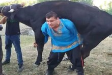 খেলার ছলে বিশালাকার ঘোড়া, মোষ কাঁধে তুলে নিচ্ছেন এক ব্যক্তি! ভাইরাল ভিডিও