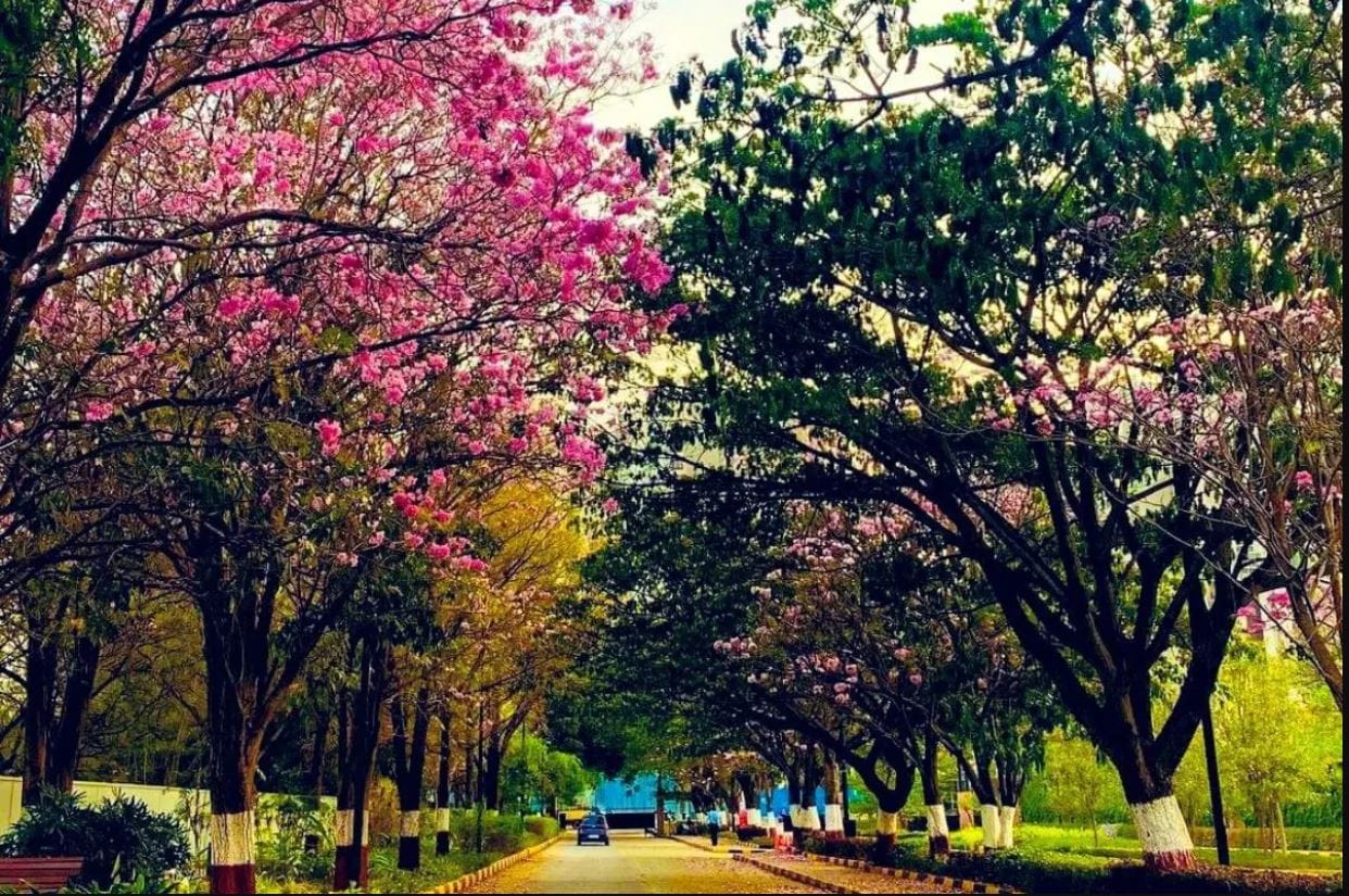সোশ্যাল মিডিয়ায় অনেকেই এই ছবি শেয়ার করেছেন। যা দেখলে বোঝা দায় এ বেঙ্গালুরু না জাপান! অনেক বাসিন্দা তো জাপানের সঙ্গে তুলনাই করে ফেলেছেন। আর এই সূত্র ধরেই বর্তমানে ভাইরাল পিঙ্ক বেঙ্গালুরু হ্যাশট্যাগ। এই হ্যাশট্যাগেই শেয়ার হচ্ছে একাধিক ছবি যা দেখলে চোখ জুড়িয়ে যাবে তা বলা বাহুল্য। সোশ্যাল মিডিয়ায় অনেকেই এই ছবি শেয়ার করেছেন। যা দেখলে বোঝা দায় এ বেঙ্গালুরু না জাপান! অনেক বাসিন্দা তো জাপানের সঙ্গে তুলনাই করে ফেলেছেন। আর এই সূত্র ধরেই বর্তমানে ভাইরাল পিঙ্ক বেঙ্গালুরু হ্যাশট্যাগ। এই হ্যাশট্যাগেই শেয়ার হচ্ছে একাধিক ছবি যা দেখলে চোখ জুড়িয়ে যাবে তা বলা বাহুল্য।