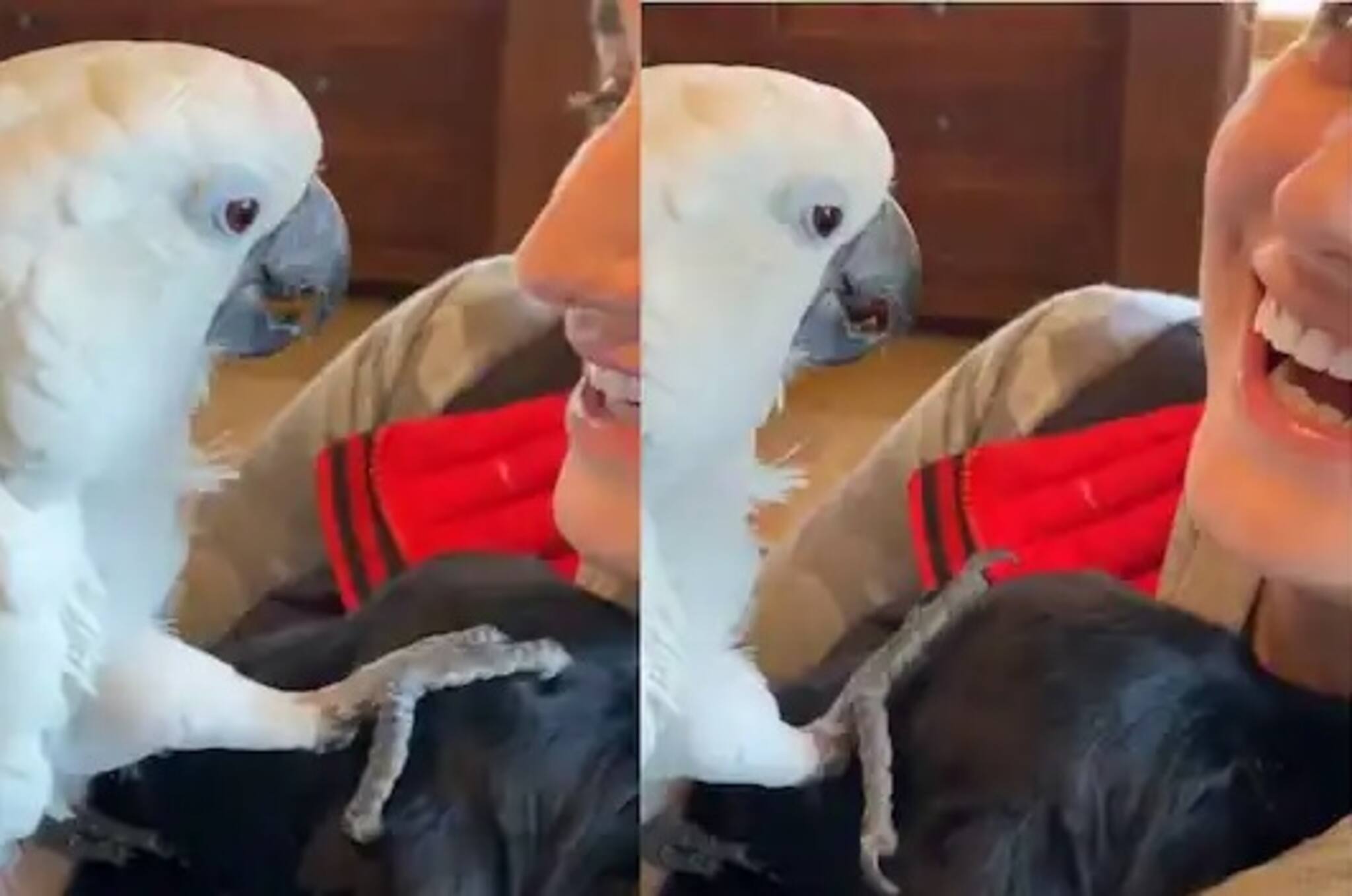 কুকুরছানাকে 'আই লাভ ইউ' সম্বোধন তোতাপাখির, কিউট Video-র জোয়ারে ভাসল নেটদুনিয়া!