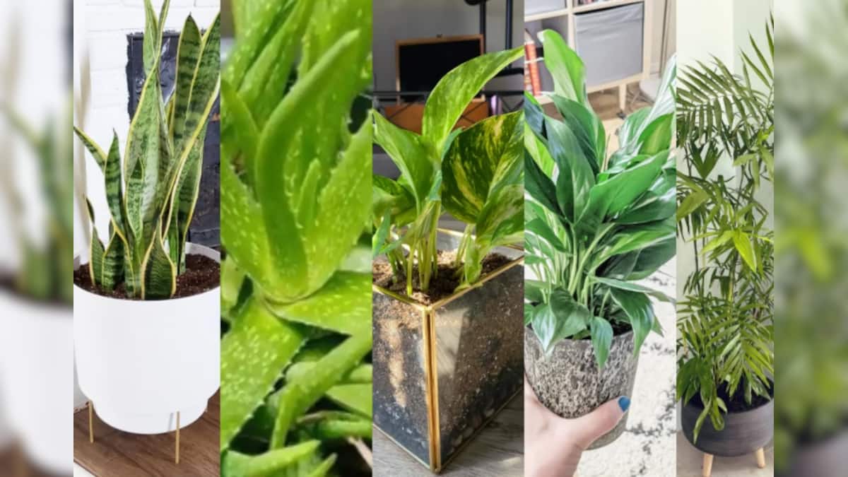 এই গরমে বাড়িতে ম্যাজিকের মতো কাজ করবে ১১টি গাছ! ঠান্ডা থাকবে শরীরমন