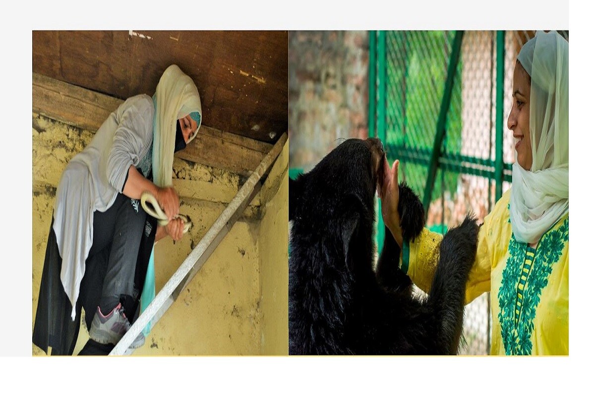 ২০১৪র বন্যার পর শ্রীনগরে সাপের সংখ্যা অনেক বেড়ে যায়। প্রতি বছর বেশ কিছু বিষাক্ত সাপ উদ্ধার করা হয়। গত বছরের ৬০ টির বেশি বিষাক্ত সাপ উদ্ধার করেছে SOS wildlife department, আর এই উদ্ধার কাজে একজনের নাম সব সময় সবার আগে আসে। আলিয়া মীর। তিনি পরিচিত স্নেক লেডি বা সর্প কন্যা নামে। সাপ উদ্ধারের কাজে সবার আগে আগ্রহ দেখিয়ে কাজ শুরু করেছিলেন আলিয়া। নিজে হাতে বহু বিষাক্ত সাপ তিনি উদ্ধার করেছেন। (Photo Credit : Parvez Butt, News18 Urdu Srinagar) ২০১৪র বন্যার পর শ্রীনগরে সাপের সংখ্যা অনেক বেড়ে যায়। প্রতি বছর বেশ কিছু বিষাক্ত সাপ উদ্ধার করা হয়। গত বছরের ৬০ টির বেশি বিষাক্ত সাপ উদ্ধার করেছে SOS wildlife department, আর এই উদ্ধার কাজে একজনের নাম সব সময় সবার আগে আসে। আলিয়া মীর। তিনি পরিচিত স্নেক লেডি বা সর্প কন্যা নামে। সাপ উদ্ধারের কাজে সবার আগে আগ্রহ দেখিয়ে কাজ শুরু করেছিলেন আলিয়া। নিজে হাতে বহু বিষাক্ত সাপ তিনি উদ্ধার করেছেন। (Photo Credit : Parvez Butt, News18 Urdu Srinagar)