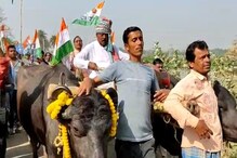 আকাশছোঁয়া জ্বালানির দাম, প্রতিবাদে গোরুর গাড়ি চড়ে অভিনব নির্বাচনী প্রচার তৃণমূল প্রার্থীর