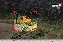 সিংহের খাঁচায় ছটফট করছে মানুষ, আলিপুর চিড়িয়ানায় হাড় হিম করা ছবি, রইল ভিডিও সিংহের খাঁচায় ছটফট করছে মানুষ, আলিপুর চিড়িয়ানায় হাড় হিম করা ছবি, রইল ভিডিও