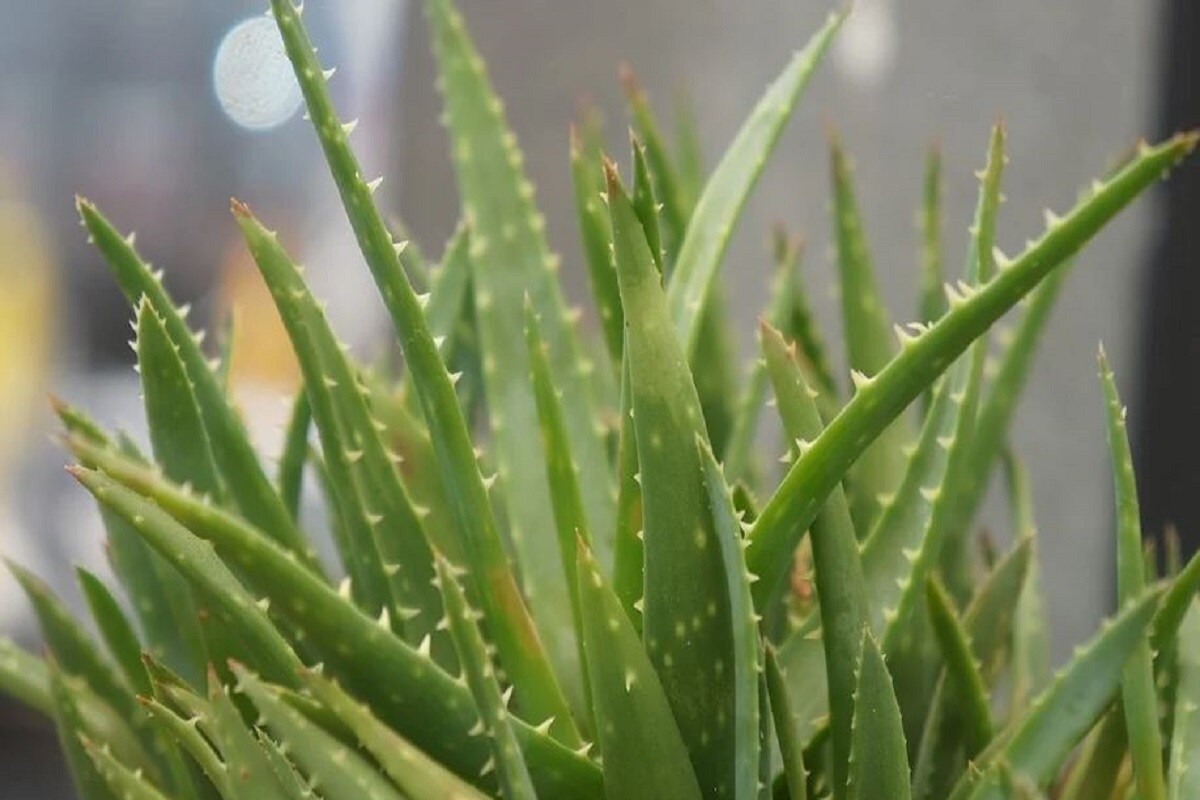 ৩. অ্যালো ভেরা (Aloe Vera)- এই গাছের গুমাবলীর কথা নতুন করে খুব একটা বলার নেই। এর পাতার ভিতরে থাকে জলীয় ওষধি উপাদান, যা ত্বকে লাগালে নিমেষে ক্ষত বা পোড়া জুড়িয়ে যায়। একই সঙ্গে ঘরের তাপমাত্রা কমাতেও কাজে আসে অ্যালো ভেরা। এই গাছেও কিন্তু একটু বেশি জল দিতে হয়। ৩. অ্যালো ভেরা (Aloe Vera)- এই গাছের গুমাবলীর কথা নতুন করে খুব একটা বলার নেই। এর পাতার ভিতরে থাকে জলীয় ওষধি উপাদান, যা ত্বকে লাগালে নিমেষে ক্ষত বা পোড়া জুড়িয়ে যায়। একই সঙ্গে ঘরের তাপমাত্রা কমাতেও কাজে আসে অ্যালো ভেরা। এই গাছেও কিন্তু একটু বেশি জল দিতে হয়।