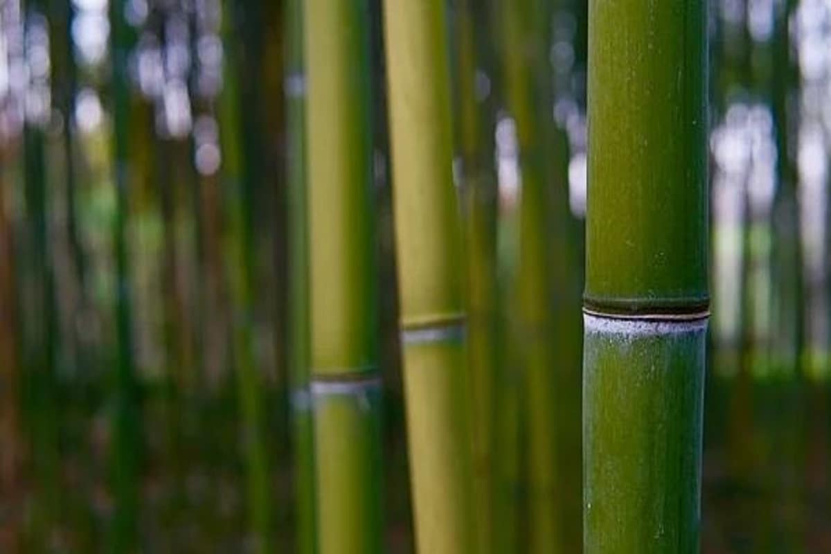 ৫. বাম্বু পাম (Bamboo Palm)- এর বড় বড় পাতা খুব সহজেই চার পাশের উষ্ণতা শোষণ করে নেয়। তাই গ্রীষ্মে ঘর হিমশীতল রাখতে কাজে আসতে পারে বাম্বু পাম। শুধু দিনে বেশ কয়েকবার জল দিতে ভুললে চলবে না! ৫. বাম্বু পাম (Bamboo Palm)- এর বড় বড় পাতা খুব সহজেই চার পাশের উষ্ণতা শোষণ করে নেয়। তাই গ্রীষ্মে ঘর হিমশীতল রাখতে কাজে আসতে পারে বাম্বু পাম। শুধু দিনে বেশ কয়েকবার জল দিতে ভুললে চলবে না!