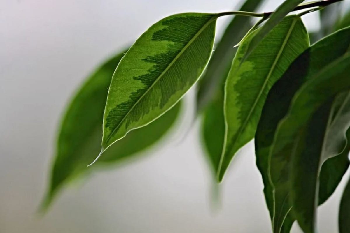 ১. ফিকাস বেঞ্জামিনা (Ficus Benjamina)- উইপিং ফিগ (Weeping Fig) বলেও ডাকা হয় এই গাছকে। অর্থাৎ এই গাছ চোখের জল ফেলে। চোখের জল ফেলার এই অনুষঙ্গ বাতাসে আর্দ্রতা মোচনেরই ইঙ্গিত দেয়। তাই ঘরে রাখলে তাপমাত্রা যেমন শীতল থাকে, তেমনই বাড়তি পাওনা হয় সৌন্দর্য- গৃহশোভা বাড়াতেও এর জুড়ি নেই। ১. ফিকাস বেঞ্জামিনা (Ficus Benjamina)- উইপিং ফিগ (Weeping Fig) বলেও ডাকা হয় এই গাছকে। অর্থাৎ এই গাছ চোখের জল ফেলে। চোখের জল ফেলার এই অনুষঙ্গ বাতাসে আর্দ্রতা মোচনেরই ইঙ্গিত দেয়। তাই ঘরে রাখলে তাপমাত্রা যেমন শীতল থাকে, তেমনই বাড়তি পাওনা হয় সৌন্দর্য- গৃহশোভা বাড়াতেও এর জুড়ি নেই।