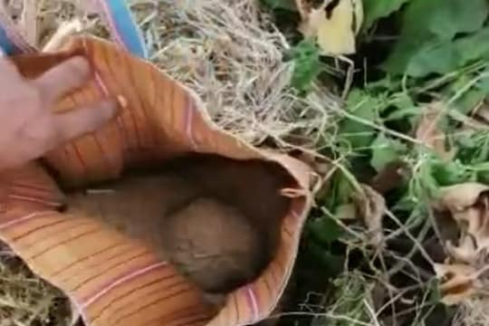 বোমা উদ্ধার বীরভূমে