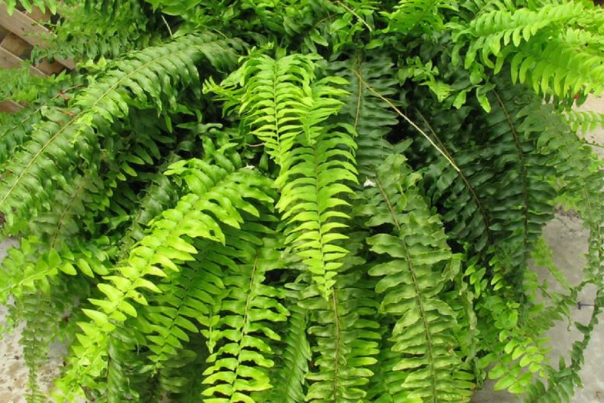 ২. বস্টন ফার্ন (Boston Fern)-শুধু ঘরের তাপমাত্রা কমানোই নয়, একই সঙ্গে ঘরের বাতাস পরিশুদ্ধ রাখতেও এই গাছের জুড়ি মেলা ভার। তবে ফার্ন যেহেতু শীতল পরিবেশের গাছ, তাই এটি রাখতে হবে ছায়ায়, ঘন ঘন জলও দিতে হবে। ২. বস্টন ফার্ন (Boston Fern)-শুধু ঘরের তাপমাত্রা কমানোই নয়, একই সঙ্গে ঘরের বাতাস পরিশুদ্ধ রাখতেও এই গাছের জুড়ি মেলা ভার। তবে ফার্ন যেহেতু শীতল পরিবেশের গাছ, তাই এটি রাখতে হবে ছায়ায়, ঘন ঘন জলও দিতে হবে।