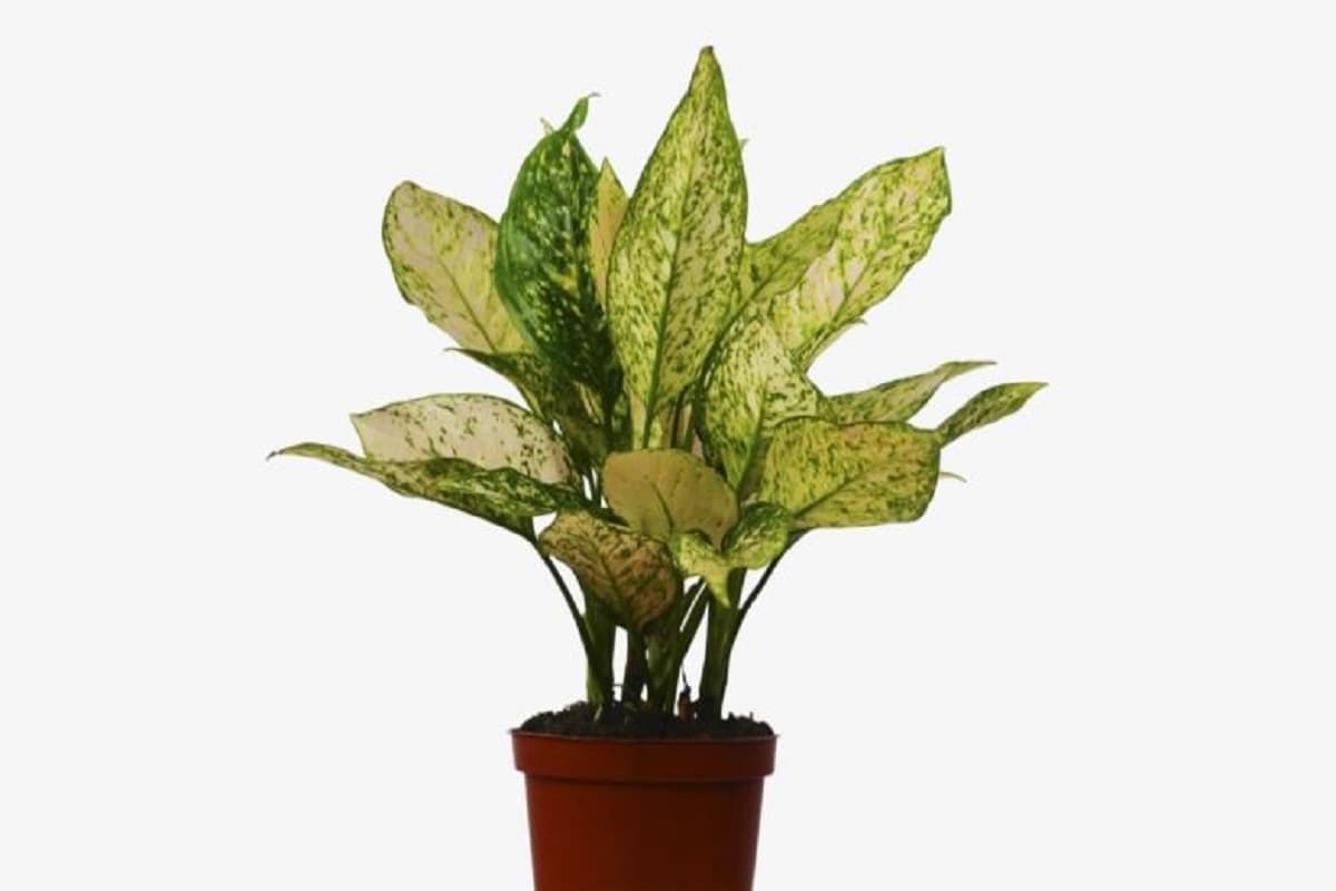 ১০. চাইনিজ এভারগ্রিন (Chinese Evergreen)- নাম শুনেই বোঝা যাচ্ছে এই চিরসবুজ গাছ ঘরে শান্তির আশ্রয় তৈরি করবে। বাতাস পরিশুদ্ধ রাখবে, গ্রীষ্মকে কাছে ঘেঁষতে দেবে না। যত বড় পাতা দেখে কেনা যাবে, উপকারও পাওয়া যাবে তত বেশি। ১০. চাইনিজ এভারগ্রিন (Chinese Evergreen)- নাম শুনেই বোঝা যাচ্ছে এই চিরসবুজ গাছ ঘরে শান্তির আশ্রয় তৈরি করবে। বাতাস পরিশুদ্ধ রাখবে, গ্রীষ্মকে কাছে ঘেঁষতে দেবে না। যত বড় পাতা দেখে কেনা যাবে, উপকারও পাওয়া যাবে তত বেশি।