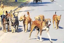 অপরাধ রাস্তার কুকুরদের খেতে দেওয়া; এক পরিবারকে গাড়িতে বন্দি করল প্রতিবেশীরা অপরাধ রাস্তার কুকুরদের খেতে দেওয়া; এক পরিবারকে গাড়িতে বন্দি করল প্রতিবেশীরা
