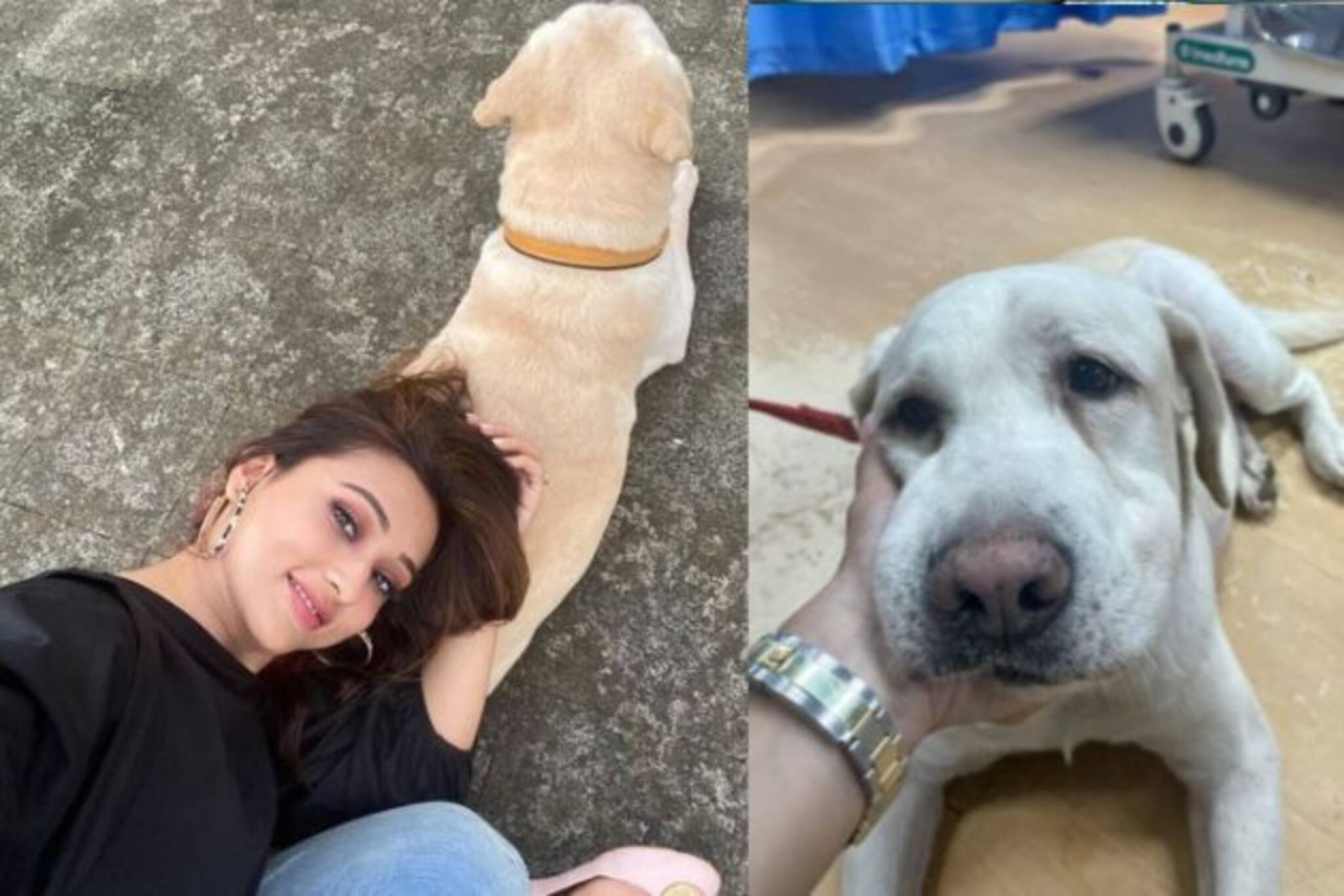 'ওর জন্য প্রার্থনা করুন', কোথায় আছে মিমির আদরের 'চিকু', জানালেন অভিনেত্রী