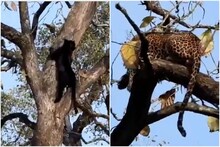 চিতাবাঘের মুখোমুখি ব্ল্যাক প্যান্থার, তার পর? ভাইরাল রুদ্ধশ্বাস ভিডিও