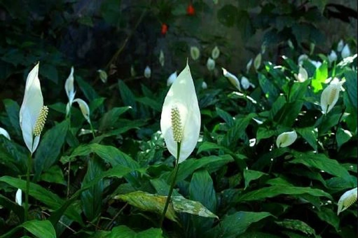 ৭. পিস লিলি (Peace Lily)- এর অনবদ্য ফুলের শোভা যেমন চোখে শান্তি আনে, তেমনই গরমে বাতাস শীতল রেখে এটি দেহকেও আরাম দেয়। কেনার সময়ে একটু বড় পাতা দেখে কেনা ভালো আর বেশ কয়েকটা সারি দিয়ে একসঙ্গে রাখতে হবে। ৭. পিস লিলি (Peace Lily)- এর অনবদ্য ফুলের শোভা যেমন চোখে শান্তি আনে, তেমনই গরমে বাতাস শীতল রেখে এটি দেহকেও আরাম দেয়। কেনার সময়ে একটু বড় পাতা দেখে কেনা ভালো আর বেশ কয়েকটা সারি দিয়ে একসঙ্গে রাখতে হবে।