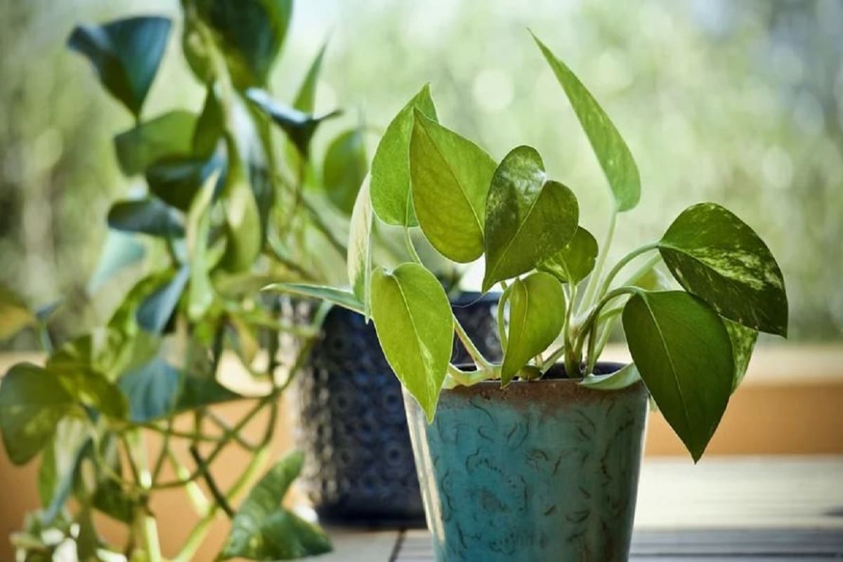 ৯. পটহোজ (Pothos)- যদি পরিচর্যার ঝক্কি এড়ানো উদ্দেশ্য হয়, তাহলে পটহোজের চেয়ে ভালো কিছু হতেই পারে না। এটি একই সঙ্গে বাতাস পরিশুদ্ধ করে ঘরের তাপমাত্রা শীতল রাখবে। তার জন্য দিনে একবার জল দিলেই যথেষ্ট! ৯. পটহোজ (Pothos)- যদি পরিচর্যার ঝক্কি এড়ানো উদ্দেশ্য হয়, তাহলে পটহোজের চেয়ে ভালো কিছু হতেই পারে না। এটি একই সঙ্গে বাতাস পরিশুদ্ধ করে ঘরের তাপমাত্রা শীতল রাখবে। তার জন্য দিনে একবার জল দিলেই যথেষ্ট!