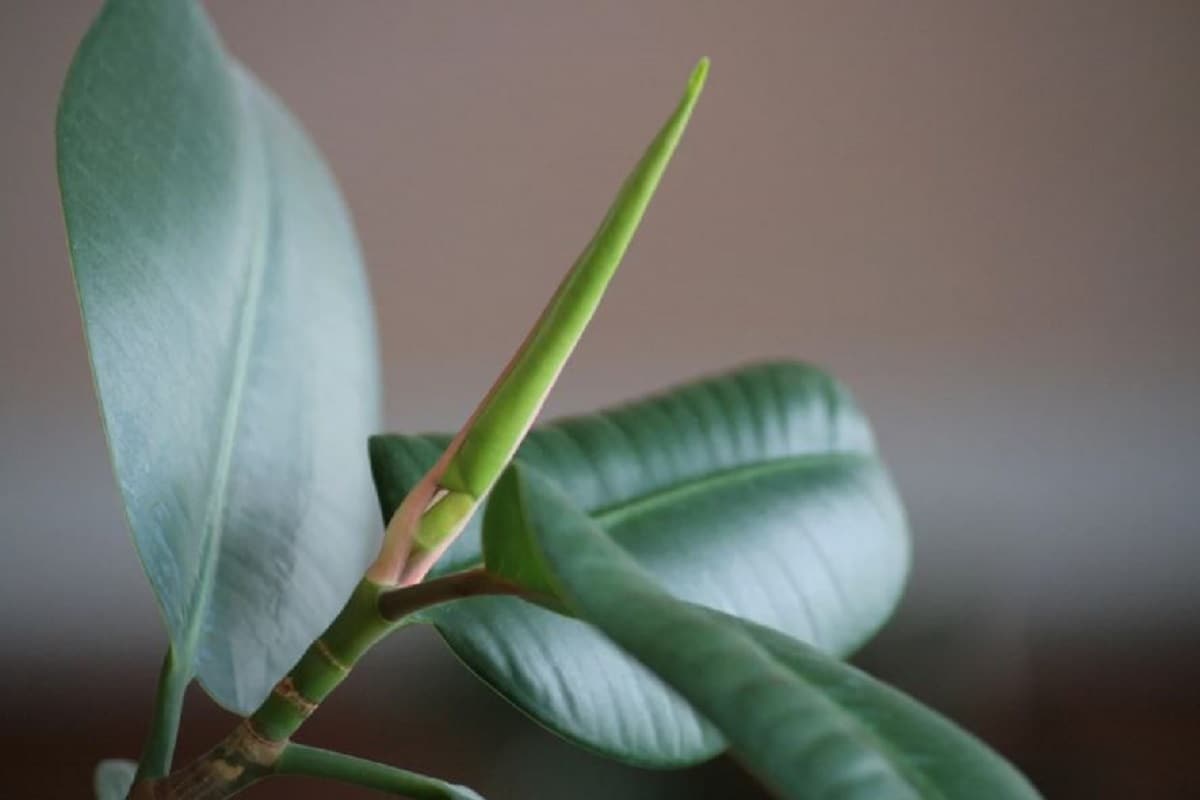 ৮. রবার প্ল্যান্ট (Rubber Plant)- এই গাছের পাতা এমনিতেই বড় হয়! পাশাপাশি যদি সব চেয়ে বড় পাতার শ্রেণী দেখে গাছটি কেনা হয়, তাহলে খুব তাড়াতাড়ি তা ঘর ঠাণ্ডা রাখবে। শর্ত একটাই- মাঝে মাঝেই একটু জল ছিটিয়ে দিতে হবে গাছের গায়ে। ৮. রবার প্ল্যান্ট (Rubber Plant)- এই গাছের পাতা এমনিতেই বড় হয়! পাশাপাশি যদি সব চেয়ে বড় পাতার শ্রেণী দেখে গাছটি কেনা হয়, তাহলে খুব তাড়াতাড়ি তা ঘর ঠাণ্ডা রাখবে। শর্ত একটাই- মাঝে মাঝেই একটু জল ছিটিয়ে দিতে হবে গাছের গায়ে।