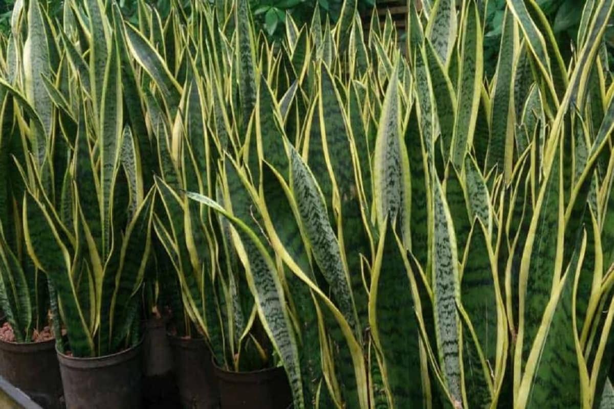 ৪. স্নেক প্ল্যান্ট (Snake Plant)- অ্যালো ভেরার মতো এই গাছের পাতাও জলীয় উপাদানে সমৃদ্ধ। তাই জানলার কাছে রেখে দিলে তা উত্তাপ শোষণ করে নেবে, ঘরের হাওয়াকে করে তুলবে শীতল। এটিতেও অতিরিক্ত জলসেচনের দরকার হয়। ৪. স্নেক প্ল্যান্ট (Snake Plant)- অ্যালো ভেরার মতো এই গাছের পাতাও জলীয় উপাদানে সমৃদ্ধ। তাই জানলার কাছে রেখে দিলে তা উত্তাপ শোষণ করে নেবে, ঘরের হাওয়াকে করে তুলবে শীতল। এটিতেও অতিরিক্ত জলসেচনের দরকার হয়।
