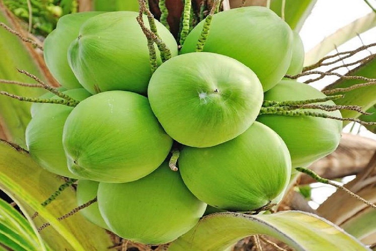 গরমে কচি ডাবের জল যেন অমৃত! শরীরকে ঠান্ডা রাখার পাশাপাশি গ্রীষ্মকালের একাধিক রোগ থেকে মুক্তি পেতে ডাবের জলের কোনও বিকল্প নেই-- গরমে কচি ডাবের জল যেন অমৃত! শরীরকে ঠান্ডা রাখার পাশাপাশি গ্রীষ্মকালের একাধিক রোগ থেকে মুক্তি পেতে ডাবের জলের কোনও বিকল্প নেই--