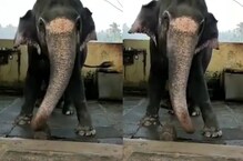 নামে লক্ষ্মী, কিন্তু নাচে সরস্বতী! 'নমো নমো শঙ্করা' গানে নেচে ভাইরাল হাতি! নামে লক্ষ্মী, কিন্তু নাচে সরস্বতী! 'নমো নমো শঙ্করা' গানে নেচে ভাইরাল হাতি!