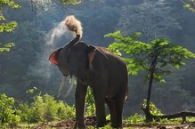 গণ্ডার শিকার করতে এসে চোরাশিকারিরা পড়ল উন্মত্ত হাতির দলের মুখোমুখি, তারপর? গণ্ডার শিকার করতে এসে চোরাশিকারিরা পড়ল উন্মত্ত হাতির দলের মুখোমুখি, তারপর?