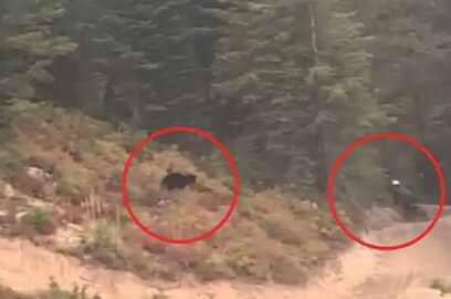 পাহাড়ের উঁচু ঢাল থেকে ঝাঁপিয়ে পড়ার চেষ্টায় ভল্লুক, একটুর জন্য প্রাণে বাঁচলেন বাইকার, ভিডিও দেখলে ভয় ধরবে!