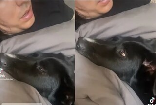 ঘুমন্ত কুকুরের কানে ফিসফিস করে কথা, হাতেনাতে ফল পেলেন মালিক; ভাইরাল ভিডিও!