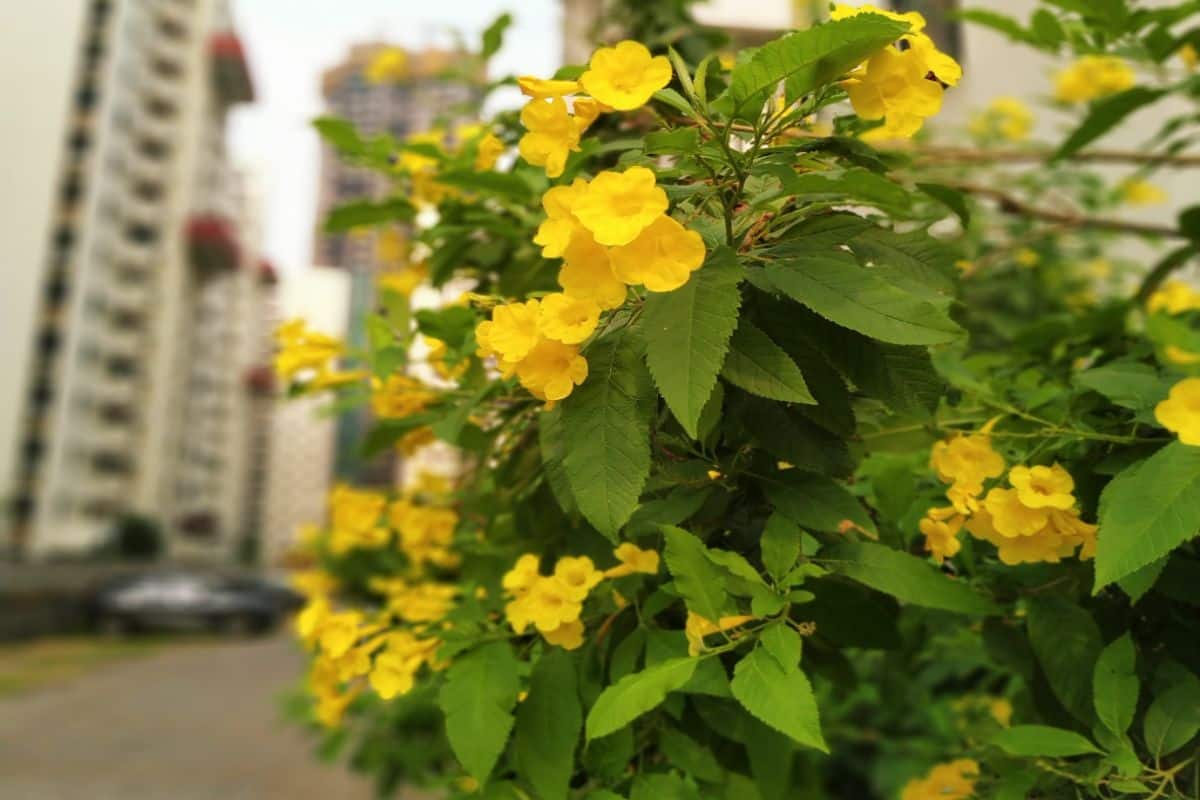 নববর্ষের ছোঁয়া..