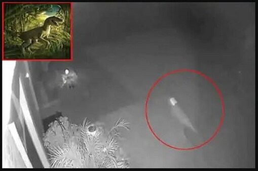 বাড়ির বাগানে ভোররাত ৩.৪০ এ কী ঘুরছে, ভদ্রমহিলা ভিডিও পোস্ট করতেই ভাইরাল