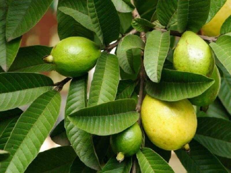 কচি পেয়ারা পাতা জলে সেদ্ধ করে নিন। এবার এই সেদ্ধ পাতা কিছুক্ষণ চিবিয়ে ফেলে দিন। ব্যাথা গায়েব! কচি পেয়ারা পাতা জলে সেদ্ধ করে নিন। এবার এই সেদ্ধ পাতা কিছুক্ষণ চিবিয়ে ফেলে দিন। ব্যাথা গায়েব!