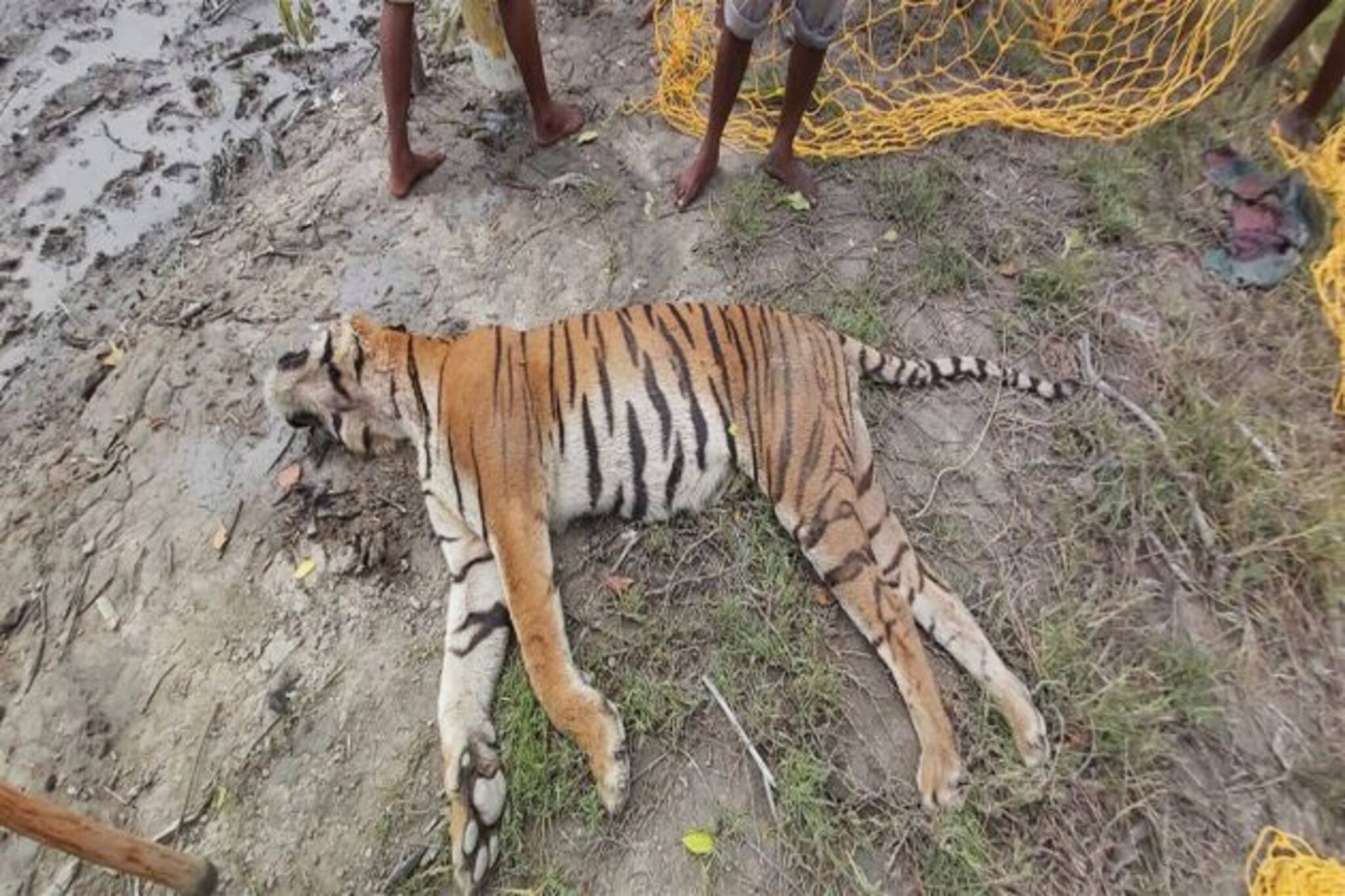 Yaas Effect: ইয়াসের দাপট সইতে পারল না শরীর, সুন্দরবনে যন্ত্রণার মৃত্যু রয়্যাল বেঙ্গলের!