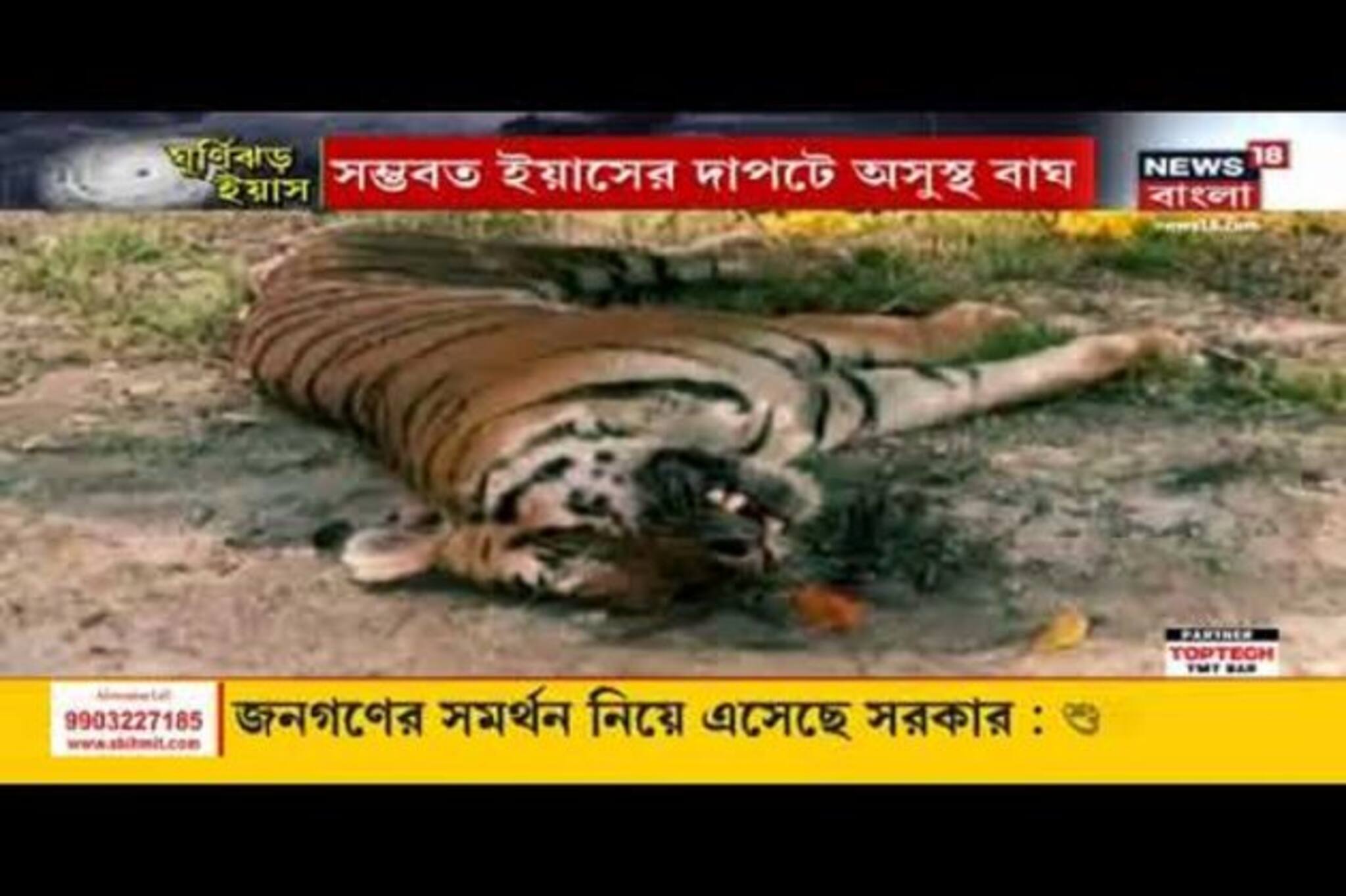 ভিডিও: ইয়াসের প্রভাব বন্যপ্রাণে, সুন্দরবনে মর্মান্তিক মৃত্যু বাঘের! দেখুন