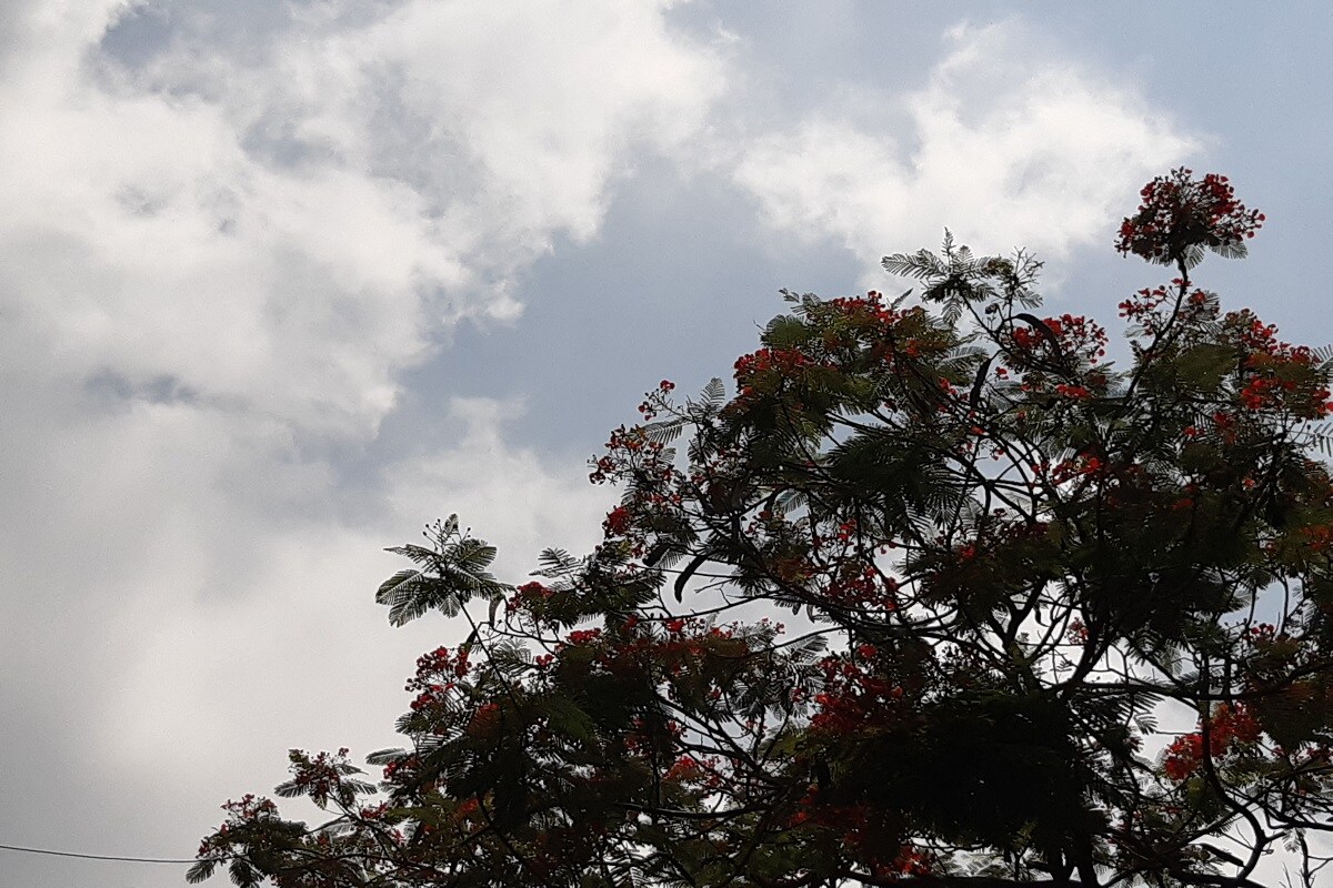 কলকাতায় আজ আংশিক মেঘলা আকাশ। গরম বাড়বে । সর্বনিম্ন তাপমাত্রা ২৭.৮ ডিগ্রি সেলসিয়াস৷ গতকাল সর্বোচ্চ তাপমাত্রা ছিল ৩৫.৮ ডিগ্রি সেলসিয়াস। বাতাসে আপেক্ষিক আর্দ্রতার পরিমাণ ৫৬ থেকে ৯৩ শতাংশ। শনিবার সকাল থেকে আকাশ পরিষ্কার হওয়ায় গরম বাড়ছে রাজ্যে। আরব সাগরের ঘূর্ণিঝড় জলীয়বাষ্প টেনে নেওয়ায় আগামী কয়েকদিনে গরম বাড়বে। আমি তিন-চারদিনের ৫ ডিগ্রি পর্যন্ত তাপমাত্রা বাড়তে পারে। কলকাতায় আজ আংশিক মেঘলা আকাশ। গরম বাড়বে । সর্বনিম্ন তাপমাত্রা ২৭.৮ ডিগ্রি সেলসিয়াস৷ গতকাল সর্বোচ্চ তাপমাত্রা ছিল ৩৫.৮ ডিগ্রি সেলসিয়াস। বাতাসে আপেক্ষিক আর্দ্রতার পরিমাণ ৫৬ থেকে ৯৩ শতাংশ। শনিবার সকাল থেকে আকাশ পরিষ্কার হওয়ায় গরম বাড়ছে রাজ্যে। আরব সাগরের ঘূর্ণিঝড় জলীয়বাষ্প টেনে নেওয়ায় আগামী কয়েকদিনে গরম বাড়বে। আমি তিন-চারদিনের ৫ ডিগ্রি পর্যন্ত তাপমাত্রা বাড়তে পারে।