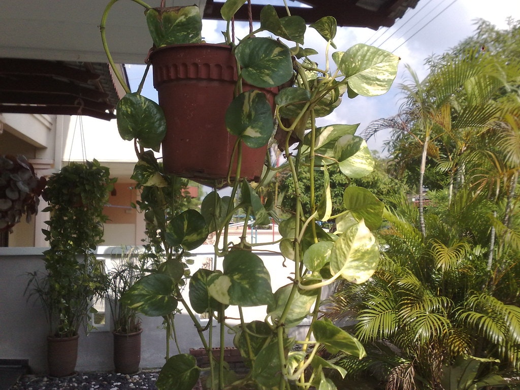 • Money Plant – খুবই পরিচিত এই গাছ । কোনও যত্ন ছাড়াই ঘরের ভিতরে, বাইরে সর্বত্র এই গাছ লাগাতে পারেন । বাতাস শুদ্ধ করতে এই জুড়ি মেলা ভার । • Money Plant – খুবই পরিচিত এই গাছ । কোনও যত্ন ছাড়াই ঘরের ভিতরে, বাইরে সর্বত্র এই গাছ লাগাতে পারেন । বাতাস শুদ্ধ করতে এই জুড়ি মেলা ভার ।
