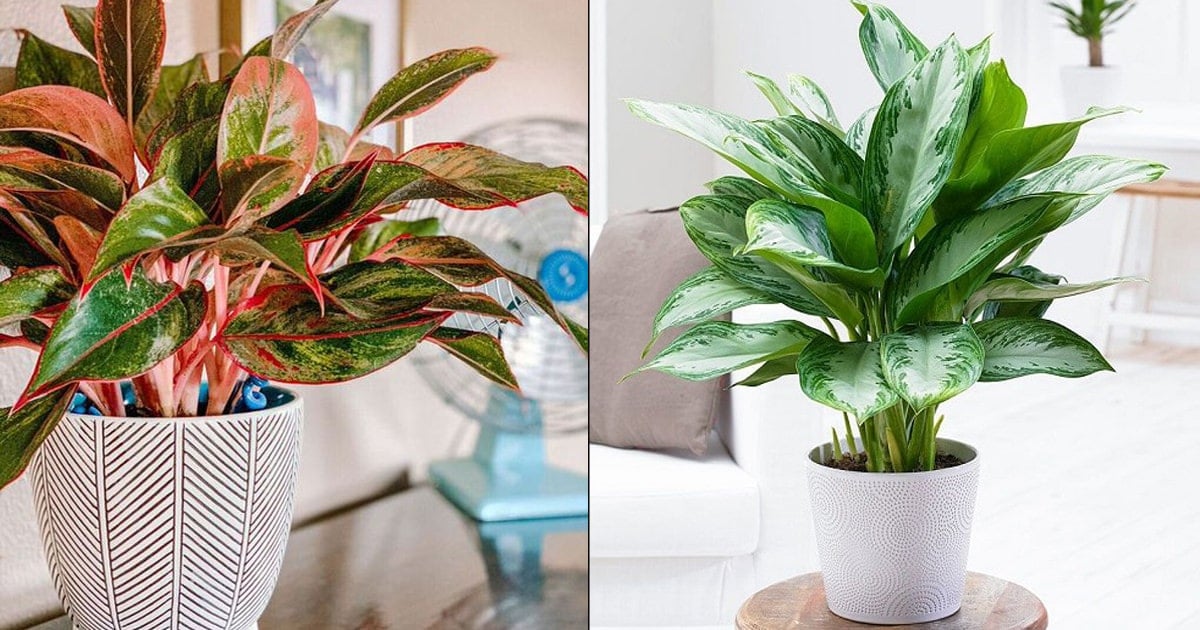 • Chinese Evergreens – ইন্ডোর গাছ হিসাবে এই গাছ খুবই পরিচিত । বাড়িতে পারলে অবশ্যই একটি রাখতে পারেন এই গাছটি । অক্সিজেনের লেভেল বাড়ানোর সঙ্গে সঙ্গে বাতাসের বিষাক্ত উপাদন টেনে নিয়ে বাতাস পরিশ্রুত করতে সাহায্য করে এই গাছটি । • Chinese Evergreens – ইন্ডোর গাছ হিসাবে এই গাছ খুবই পরিচিত । বাড়িতে পারলে অবশ্যই একটি রাখতে পারেন এই গাছটি । অক্সিজেনের লেভেল বাড়ানোর সঙ্গে সঙ্গে বাতাসের বিষাক্ত উপাদন টেনে নিয়ে বাতাস পরিশ্রুত করতে সাহায্য করে এই গাছটি ।