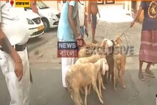হঠাৎ হাজির একপাল ভেড়া! রাজ ভবনের সামনে অভিনব প্রতিবাদ, হতবাক পুলিশ