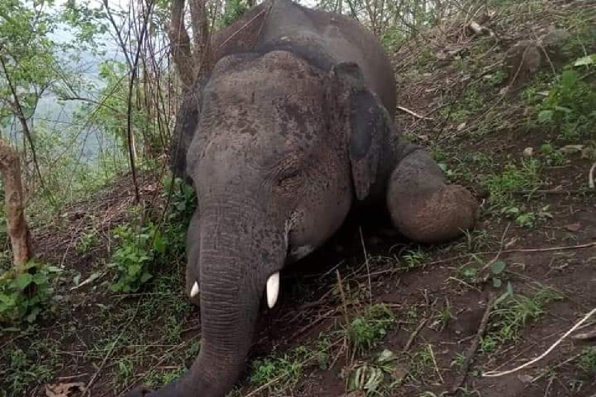 একসঙ্গে আঠারোটি হাতির মৃত্যু হল অসমে। প্রাথমিক তদন্তের পর বন দফতরের কর্তারা আন্দাজ করছেন, বজ্রপাতের জেরেই একসঙ্গে আঠারোটি হাতির মৃত্যু হয়েছে। একসঙ্গে আঠারোটি হাতির মৃত্যু হল অসমে। প্রাথমিক তদন্তের পর বন দফতরের কর্তারা আন্দাজ করছেন, বজ্রপাতের জেরেই একসঙ্গে আঠারোটি হাতির মৃত্যু হয়েছে।