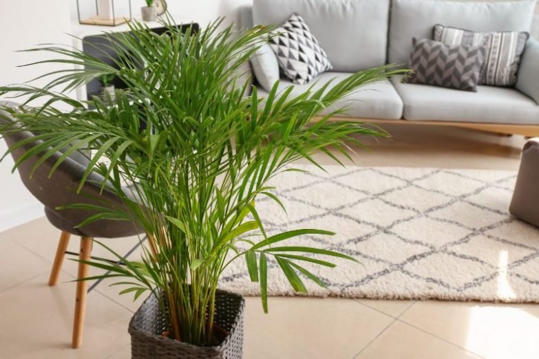 • Areca Palm – এই গাছটিও ঘরের সৌন্দর্য্য বৃদ্ধি করতে খুবই ব্যবহৃত হয় । খুব একটা দেখভালও করতে হয় না । হালকা রোদ বা বিনা রোদে বেশ বাল ভাবেই বেঁচে থাকতে পারে এি এরিকা পাম । • Areca Palm – এই গাছটিও ঘরের সৌন্দর্য্য বৃদ্ধি করতে খুবই ব্যবহৃত হয় । খুব একটা দেখভালও করতে হয় না । হালকা রোদ বা বিনা রোদে বেশ বাল ভাবেই বেঁচে থাকতে পারে এি এরিকা পাম ।
