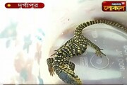 দুর্গাপুর থেকে উদ্ধার বিরল প্রজাতির অদ্ভুত ক্যামেলিয়ন