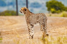 Cheetah: ৭১ বছর পর দেশের জঙ্গলে ফের দেখা যাবে চিতা! Cheetah: ৭১ বছর পর দেশের জঙ্গলে ফের দেখা যাবে চিতা!