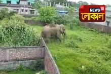 চিতাবাঘের পর লোকালয়ে এবার হাতি! লকডাউনে মাতৃক্রোড়ে বন্যপ্রাণ চিতাবাঘের পর লোকালয়ে এবার হাতি! লকডাউনে মাতৃক্রোড়ে বন্যপ্রাণ