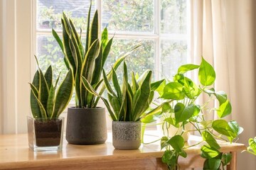 Plats for Home: অক্সিজেনের লেভেল বাড়ায় অনেকটা, এই ৬টি গাছ বাড়িতে না রাখলেই নয়
