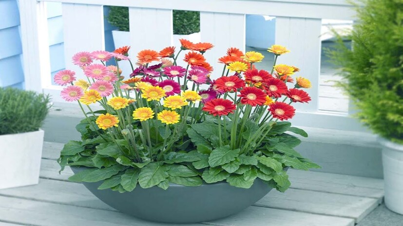 • Gerbera Daisy – এই গাছের ফুল কার না পছন্দের । তার সঙ্গে সঙ্গে অনেক বেশি পরিমাণে অক্সিজেন উৎপন্ন করার ক্ষমতাও রাখে এই গাছ । বাতাস থেকে কার্বন-ডাই-অক্সাইড শুষে নিয়ে অক্সিজেন উৎপাদন করে । 
