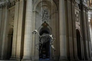 This photograph taken on 7 May 2021 shows a creation entitled 'Marengo', a 3D skeleton of the Napoleon's horse hanging over the Napoleon's tomb by French artist Pascal Convert at the Hotel des Invalides. AFP.