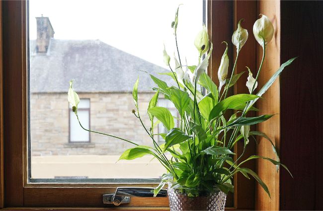 • Peace lily – যেমন সুন্দর নাম, তেমনই সুন্দর তার কাম । দেখলেও চোখ জুড়িয়ে যাবে । সাদা রঙের ফুল হয় গাছটিতে । ঘরের অক্সিজেন লেভেল বাড়াতে এটিও সাহায্য করে । • Peace lily – যেমন সুন্দর নাম, তেমনই সুন্দর তার কাম । দেখলেও চোখ জুড়িয়ে যাবে । সাদা রঙের ফুল হয় গাছটিতে । ঘরের অক্সিজেন লেভেল বাড়াতে এটিও সাহায্য করে ।