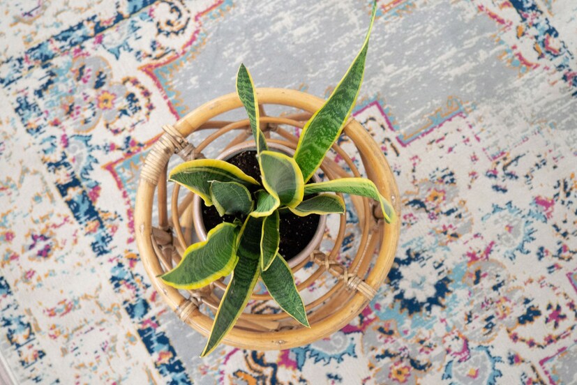 • Snake Plant – অনেকটা সাপের মতো দেখতে বলে এই গাছের এমন নাম । বসার ঘরে দারুণ মানায় এই গাছ । বাতাসের বিষাক্ত উপাদন, যেমন জাইলিন, ফর্মালডিহাইড, বেঞ্চিন টেনে নিয়ে শুদ্ধ অক্সিজেন উৎপন্ন করে এটি ।