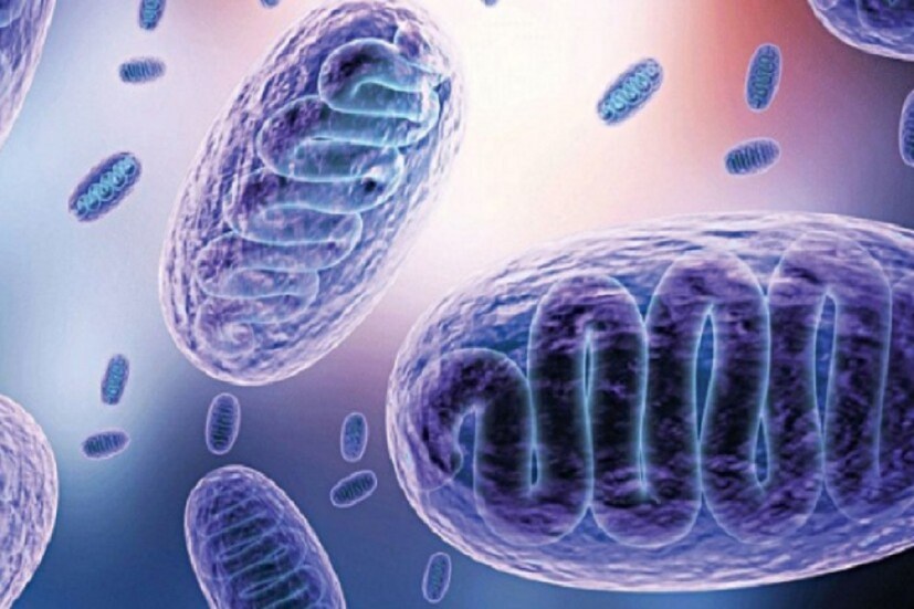 *নিশ্চিতভাবে আক্রান্তের মৃত্যু হয়েছে দু'জনের। সংগৃহীত ছবি।